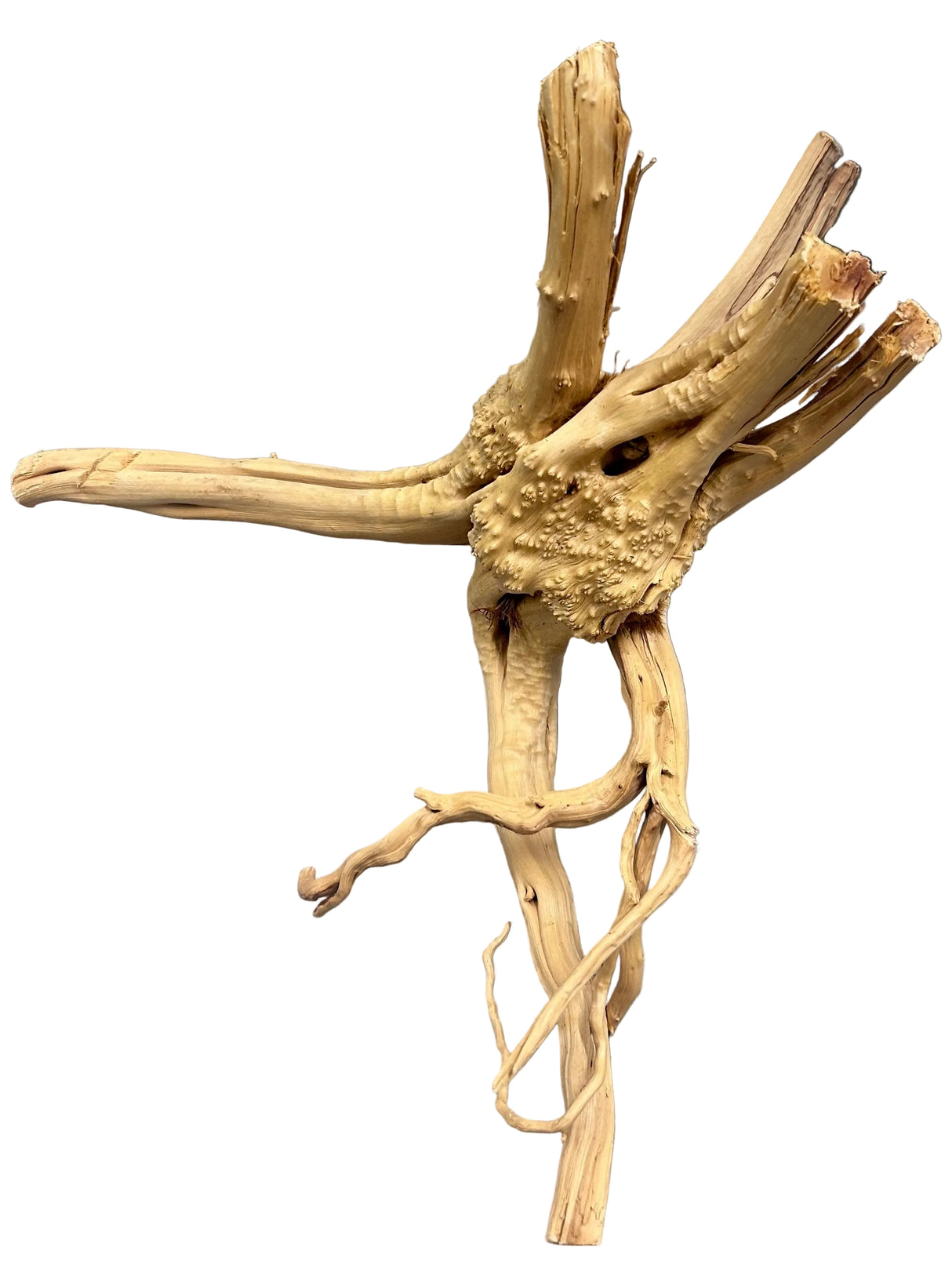 Piece of Spiderwood