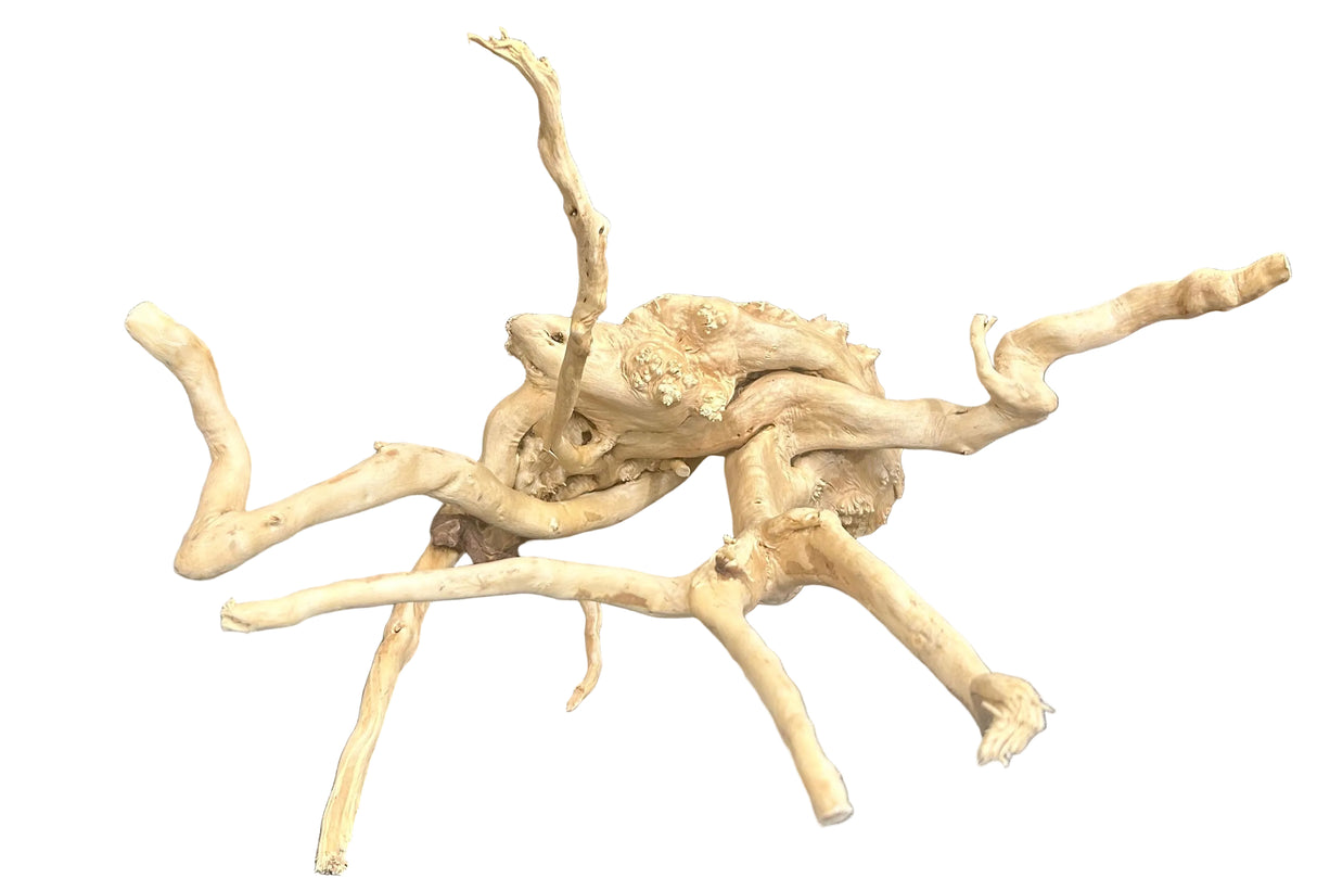 Large Piece of Spiderwood
