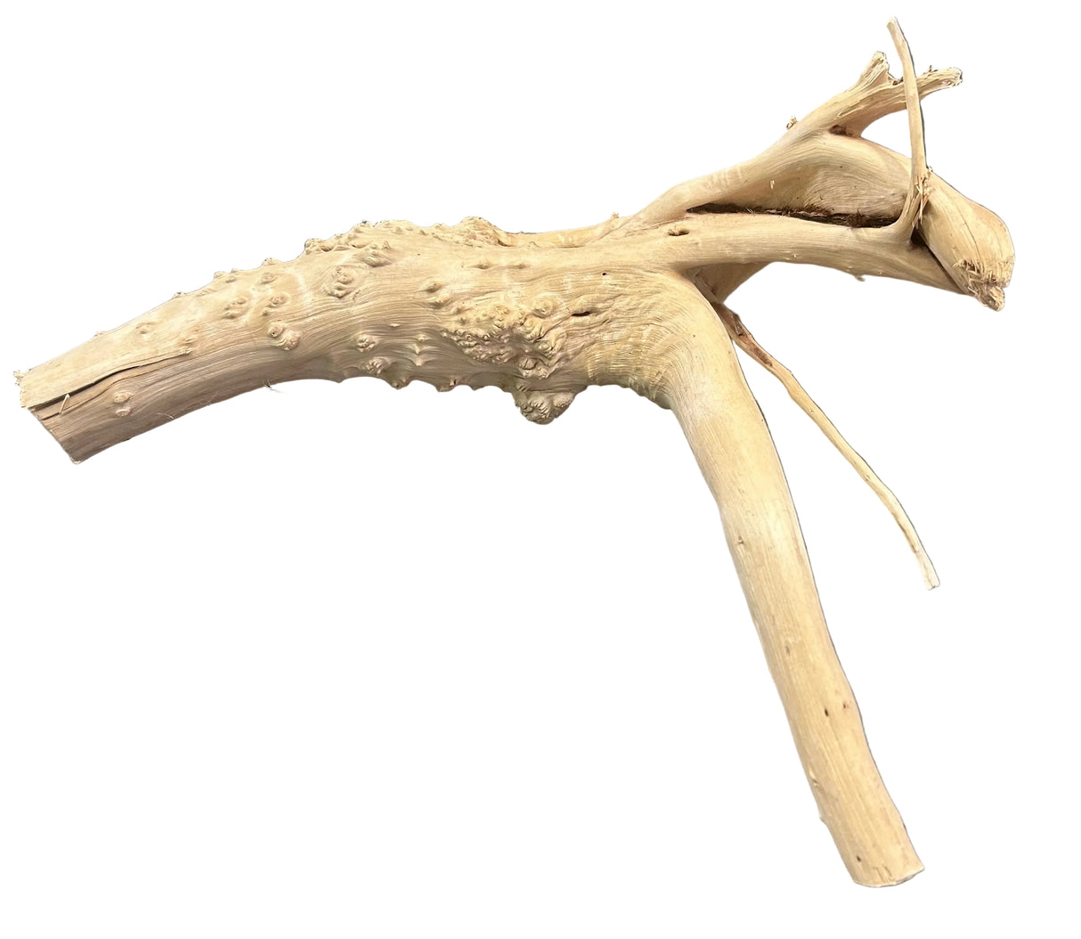 Piece of Spiderwood