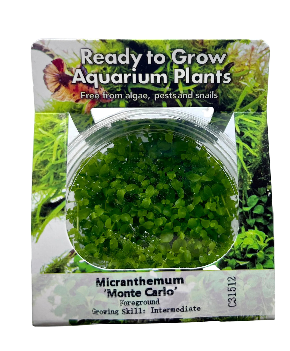 Micranthemum 'Monte carlo' Tissue Culture - C31512 | Tissue Cultures | Largest Tropical Fish Selection at Your Local Fish Store