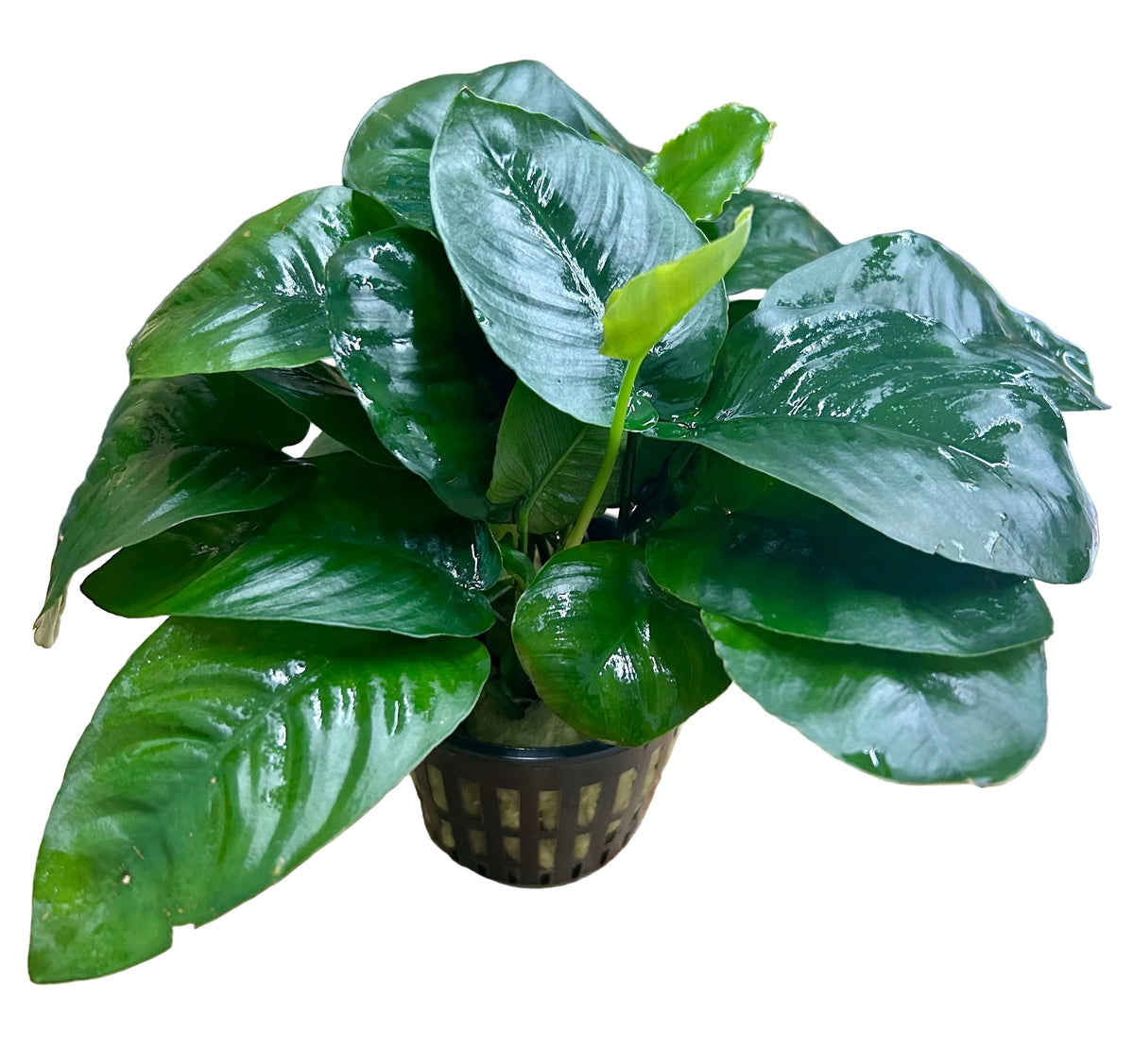 Anubias barteri var. barteri 'Broad leaf - Large Mother Plant