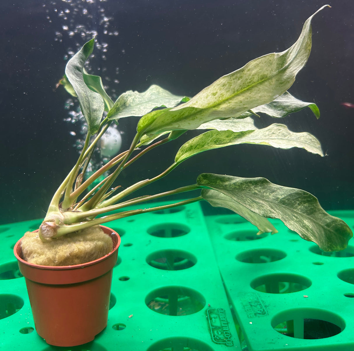 Anubias lanceolata variegated Potted - WP020 | Potted Plants | Largest Tropical Fish Selection at Your Local Fish Store
