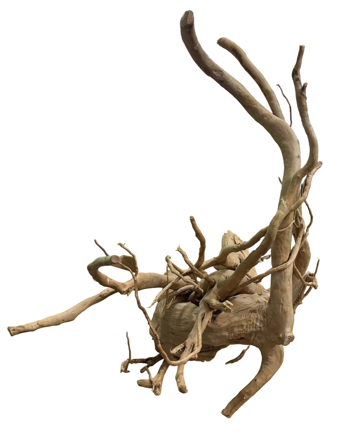 Large Piece of Spiderwood