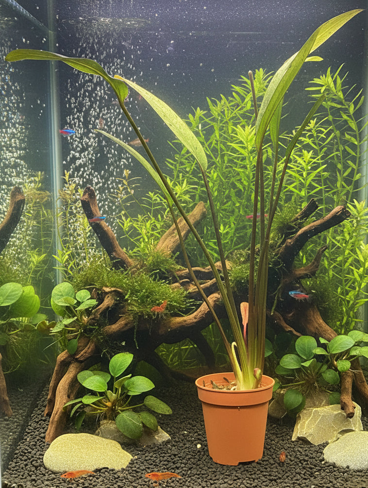 Echinodorus 'Ozelot' Potted