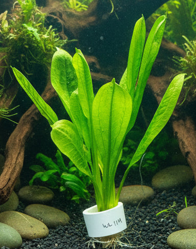 Echinodorus parviflorus 'Tropica'