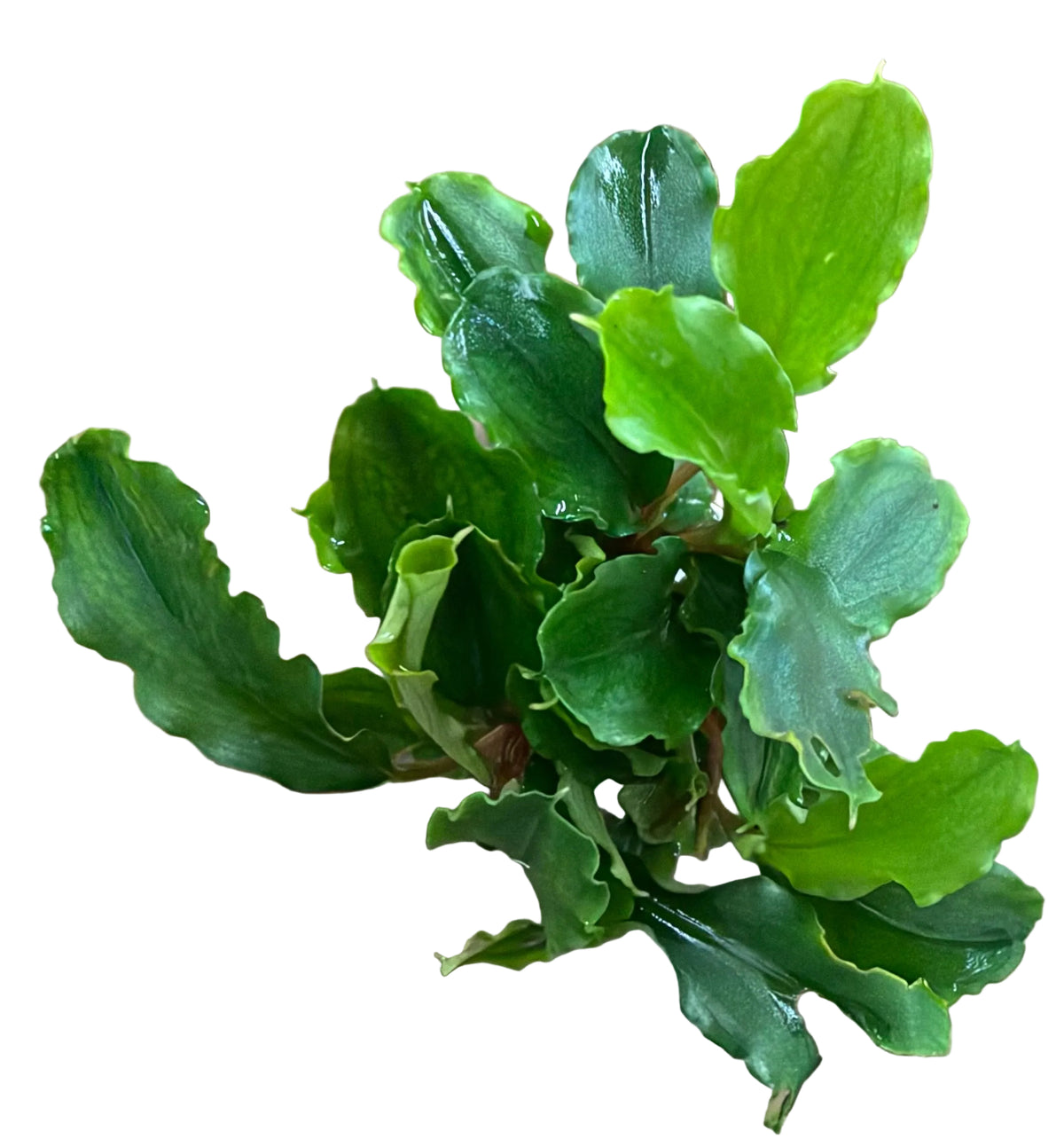 Bucephalandra Wavy Green - Bare Root - WL1662 | Potted Plants | Largest Tropical Fish Selection at Your Local Fish Store