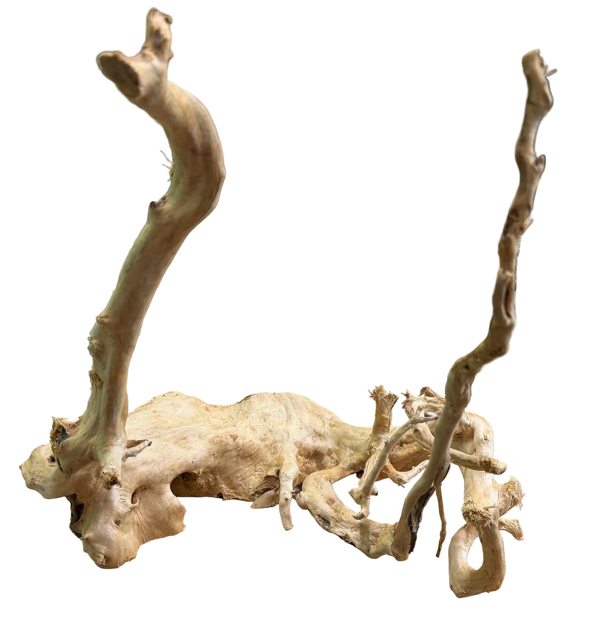 Large Piece of Spiderwood