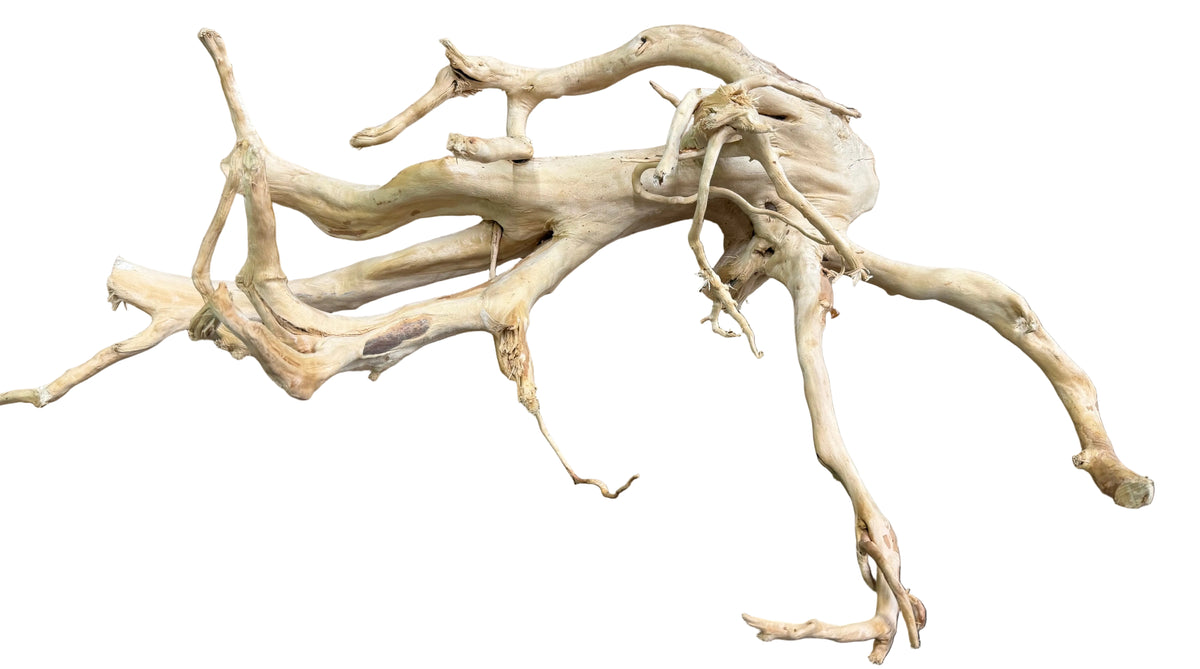 Large Piece of Spiderwood