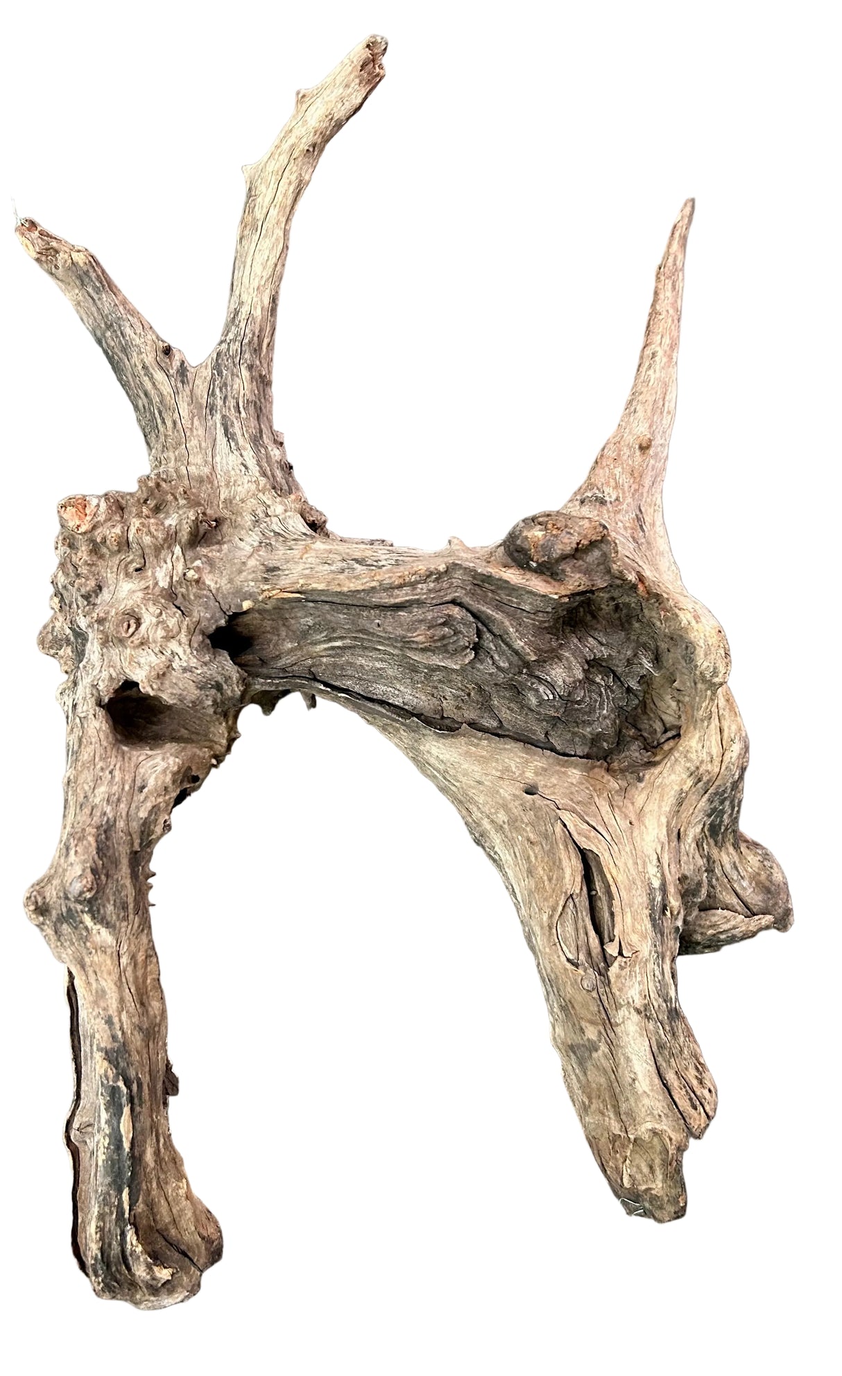 Malaysian Sinking Driftwood