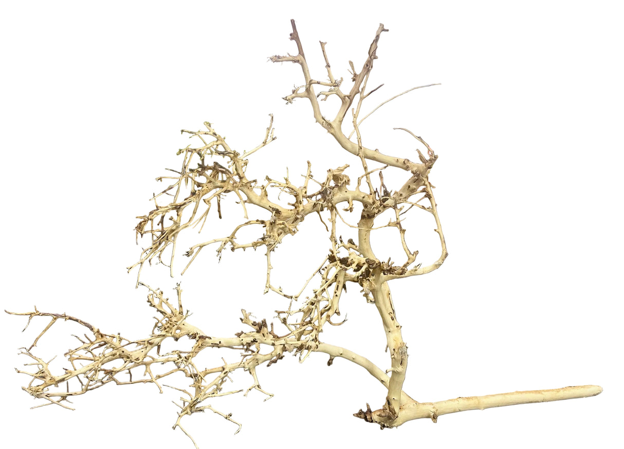 Thailand Branch Wood