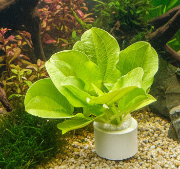 Echinodorus schlueteri - Bare Root - WL380 | Potted Plants | Largest Tropical Fish Selection at Your Local Fish Store