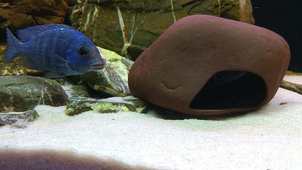 Pleco Ceramics Cichlid Stone - Medium | Decoration | Largest Tropical Fish Selection at Your Local Fish Store