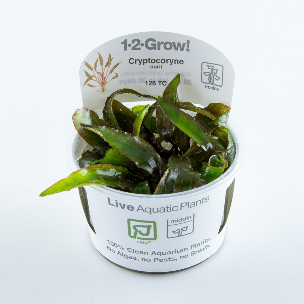Cryptocoryne nurii 126 TC | Tissue Cultures | Largest Tropical Fish Selection at Your Local Fish Store