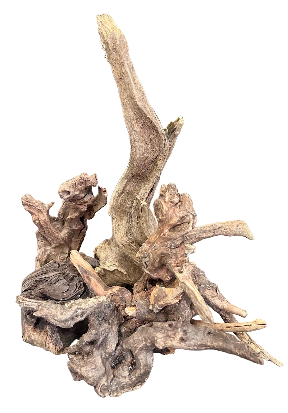 Malaysian Mangrove Wood 6 (pieces)