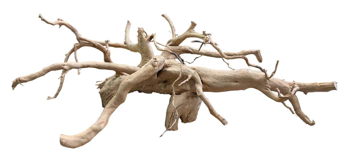 XX Large Spiderwood
