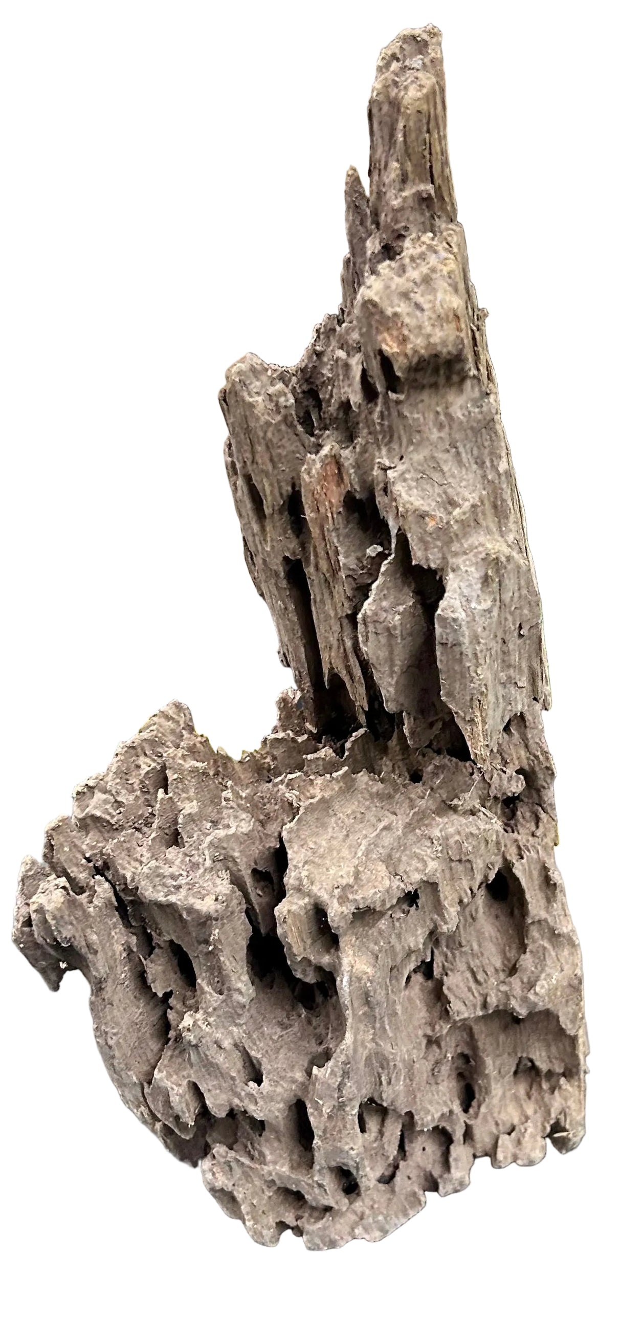 Texture / Shrimp Driftwood