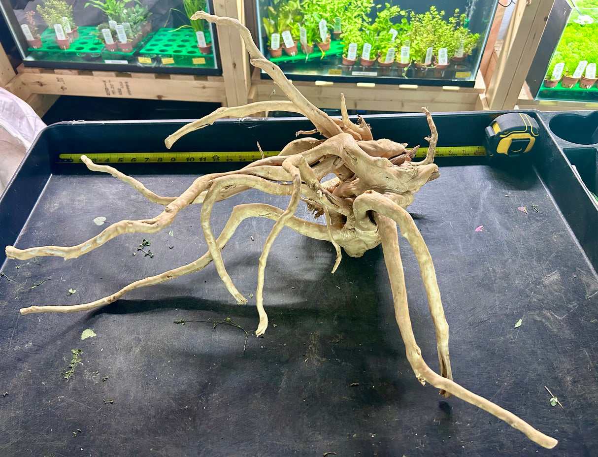 W.Y.S.I.W.Y.G.- 606 - Large Piece of Spiderwood