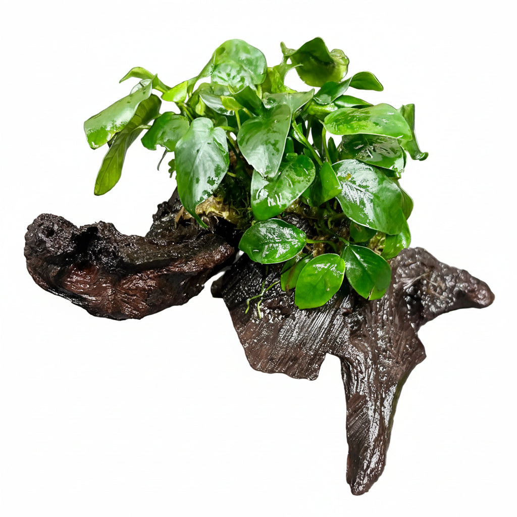Anubias barteri var. nana on Medium wood