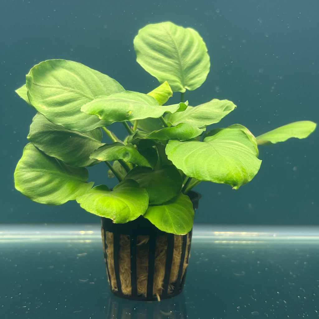 Anubias var. 'Coin' Potted
