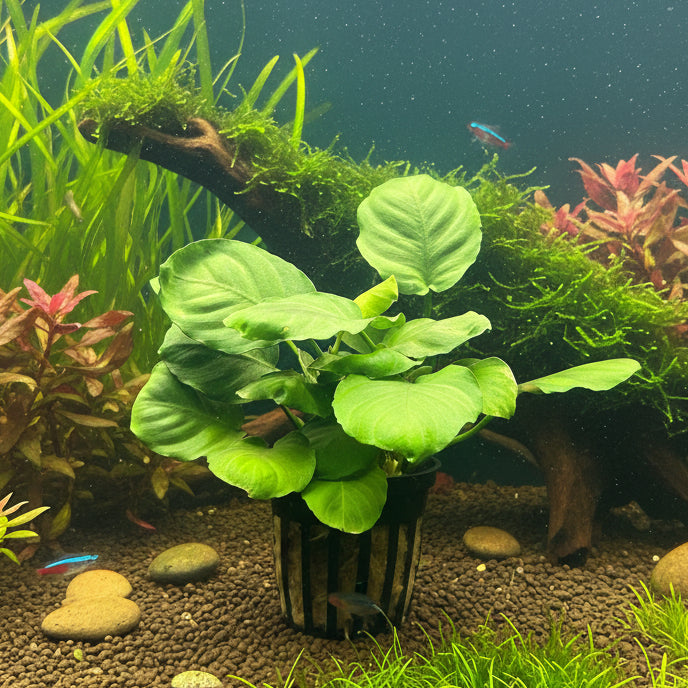 Anubias var. 'Coin' Potted - WP1374 | Potted Plants | Largest Tropical Fish Selection at Your Local Fish Store