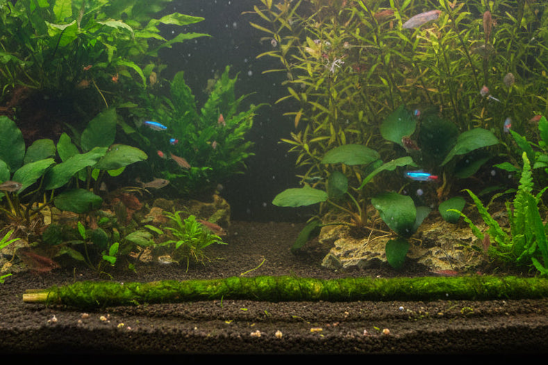 Vesicularia dubyana (Java Moss) on stick