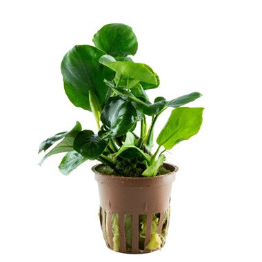 Anubias Barteri "Coin Leaf" potted 101F | Potted Plants | Largest Tropical Fish Selection at Your Local Fish Store