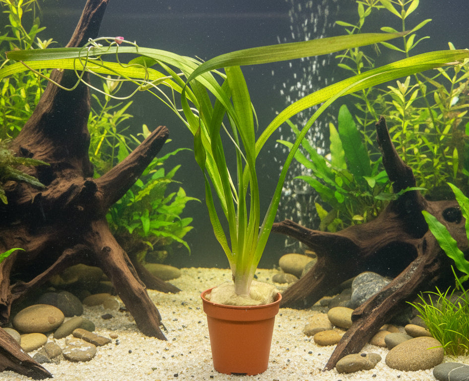 Vallisneria americana var. ameri 'Rubra' Bare Root - WL220 | Potted Plants | Largest Tropical Fish Selection at Your Local Fish Store