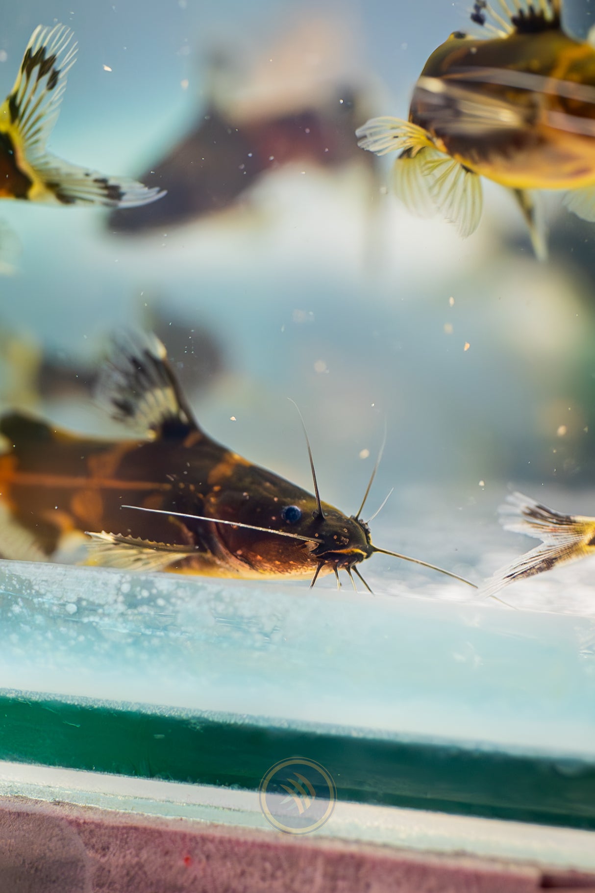 Dwarf Borneo Bumblebee Catfish (Pseudomystus funebris) | Catfish Loaches & Plecos | Largest Tropical Fish Selection at Your Local Fish Store