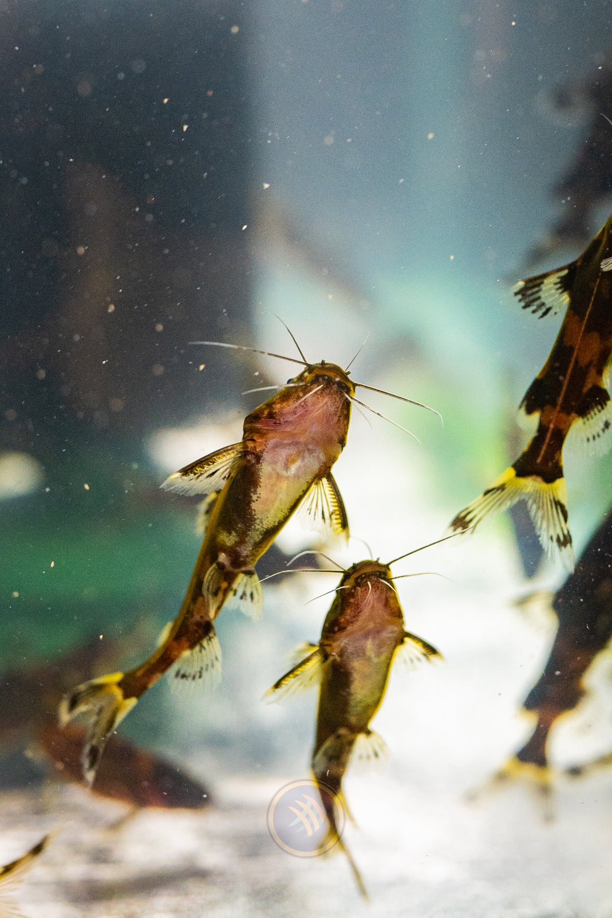 Dwarf Borneo Bumblebee Catfish (Pseudomystus funebris) | Catfish Loaches & Plecos | Largest Tropical Fish Selection at Your Local Fish Store
