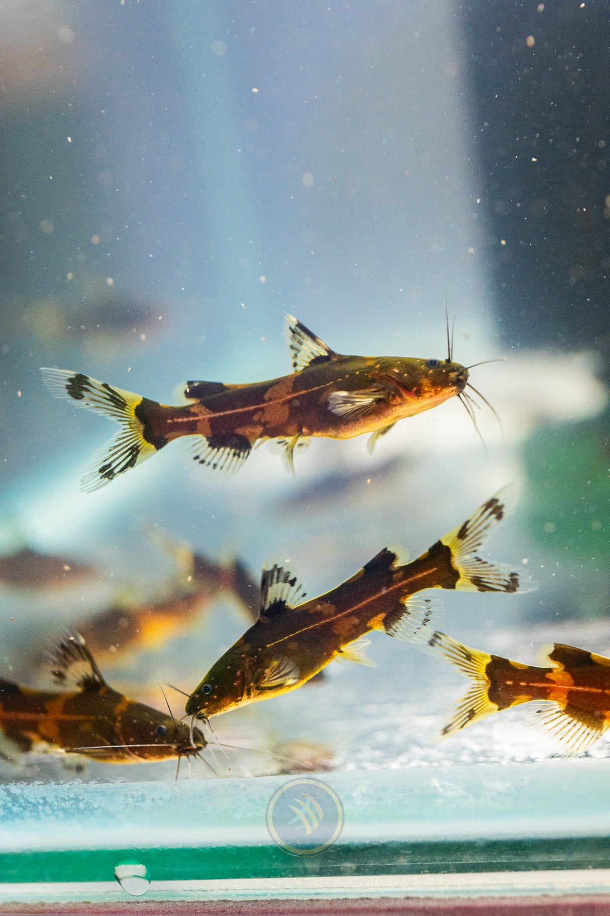 Dwarf Borneo Bumblebee Catfish (Pseudomystus funebris) | Catfish Loaches & Plecos | Largest Tropical Fish Selection at Your Local Fish Store