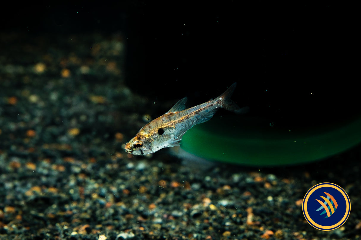 Small-scale Glass Tetra (Charax condei)