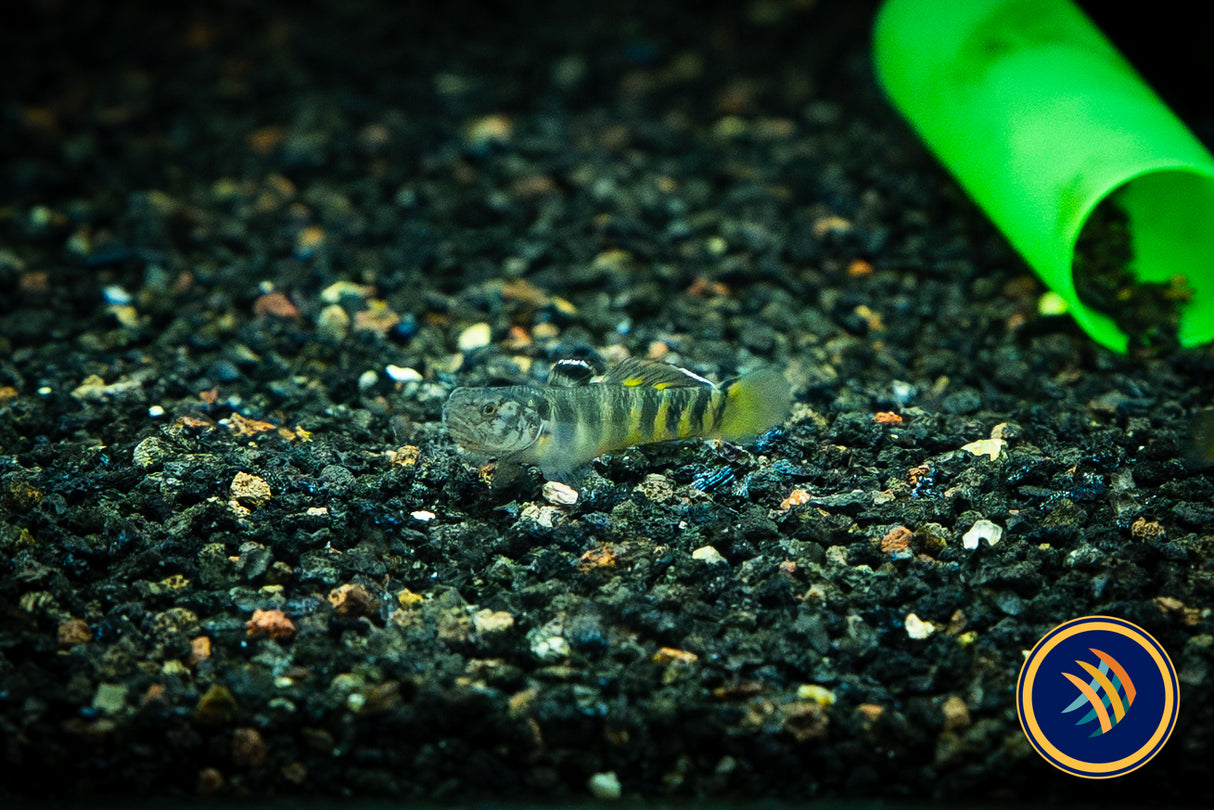 Helmeted Goby (Mugilogobius parvus) 3-4cm