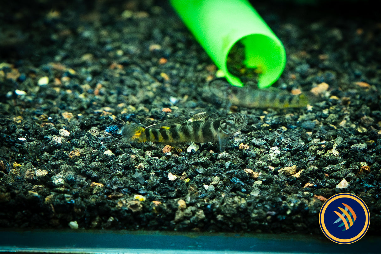 Helmeted Goby (Mugilogobius parvus) 3-4cm