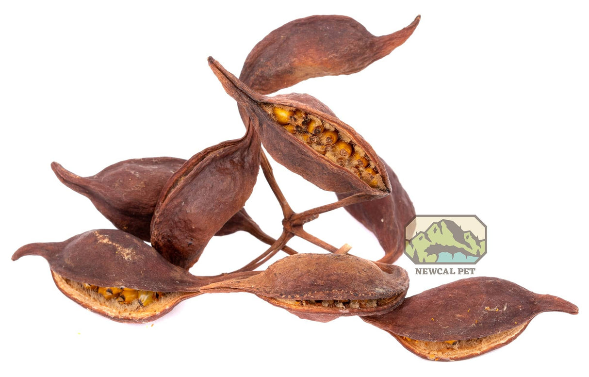 Brachy Pods (Small Jungle 1oz) | Botanicals | Largest Tropical Fish Selection at Your Local Fish Store