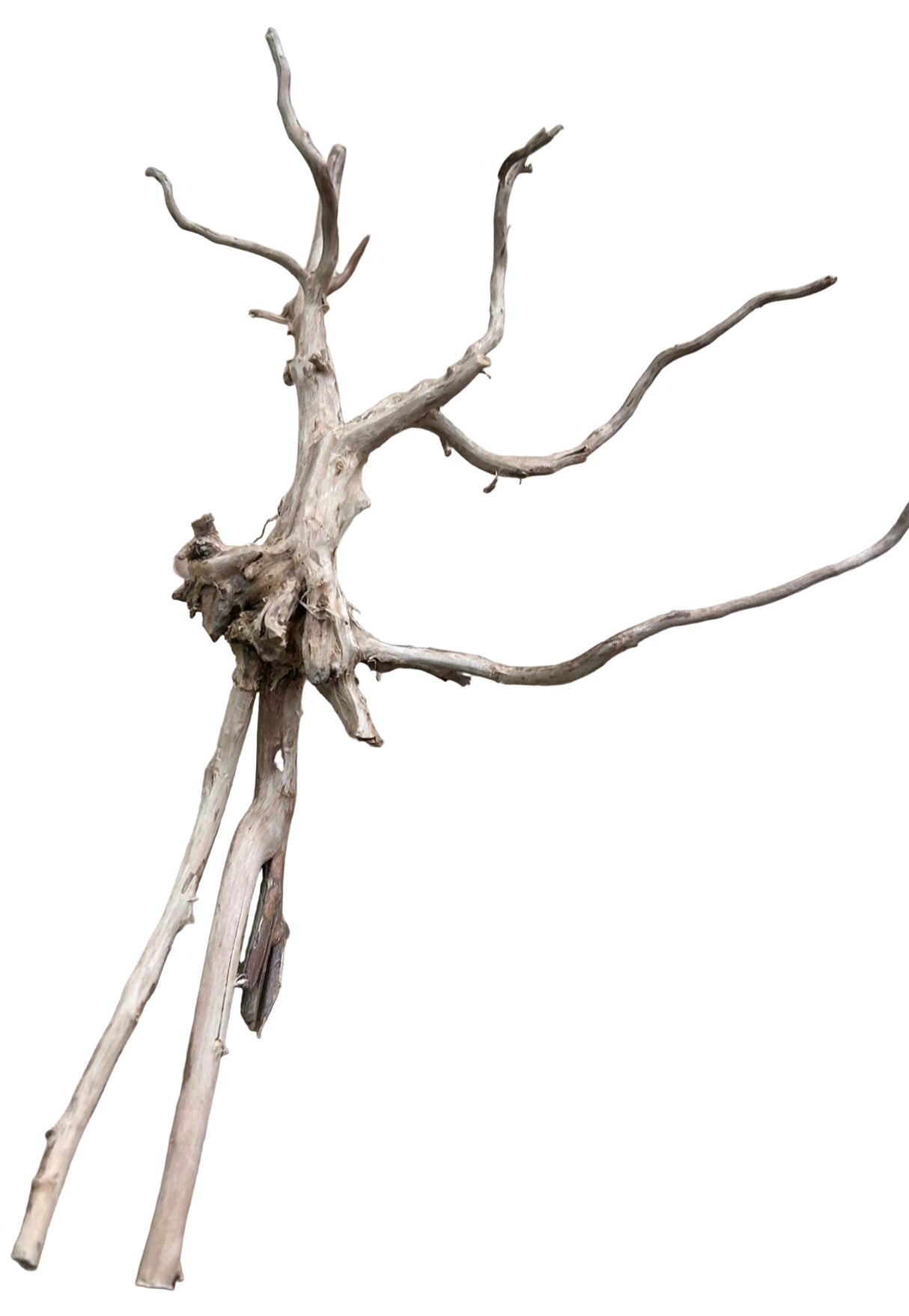 Piece of Red Moor Spiderwood