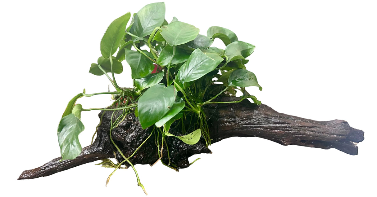 Anubias barteri var. nana on Medium Driftwood
