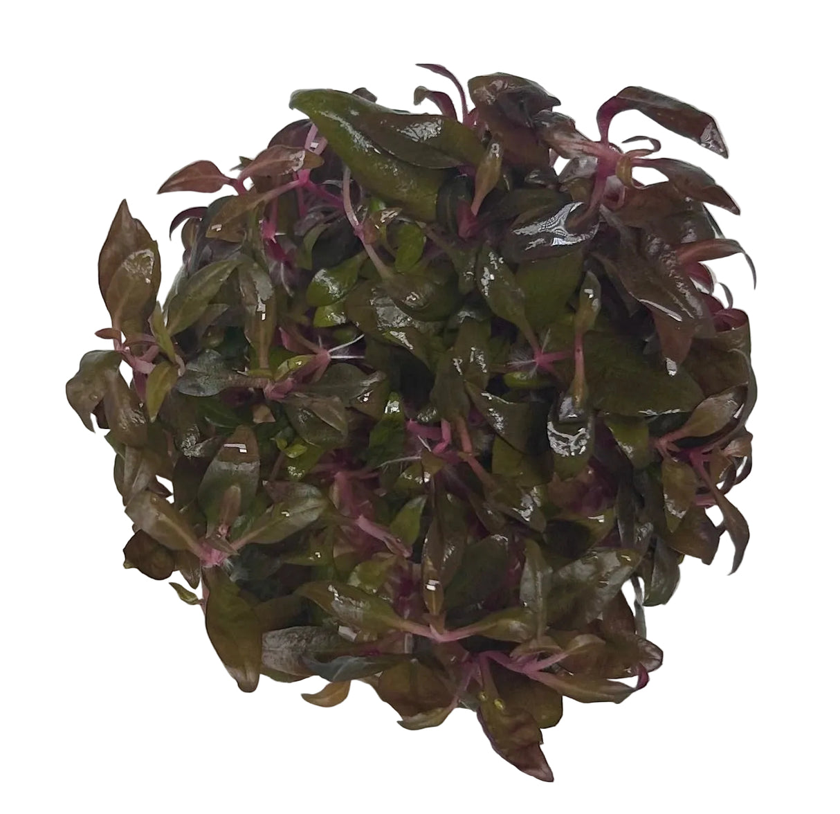 Alternanthera reineckii 'Mini' Tissue Culture - C31516 | Tissue Cultures | Largest Tropical Fish Selection at Your Local Fish Store