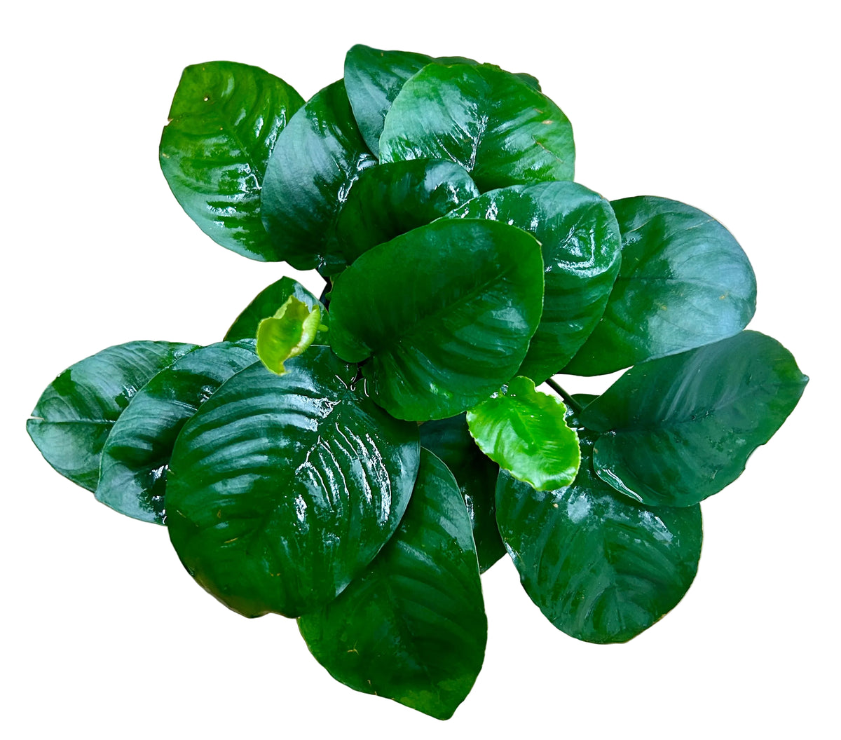 Anubias barteri var. barteri 'Broad leaf - Large Mother Plant - WP626