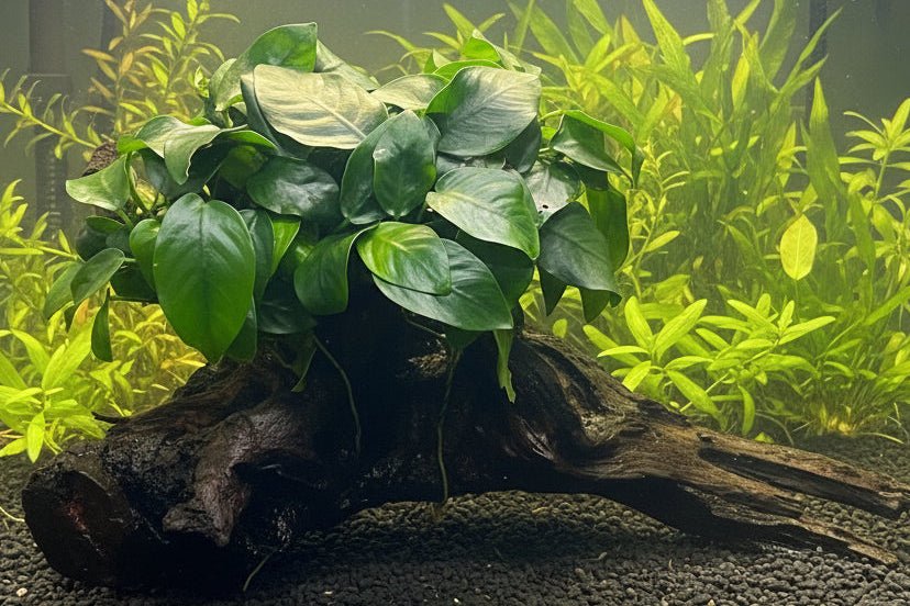 Anubias barteri var. nana on Medium wood
