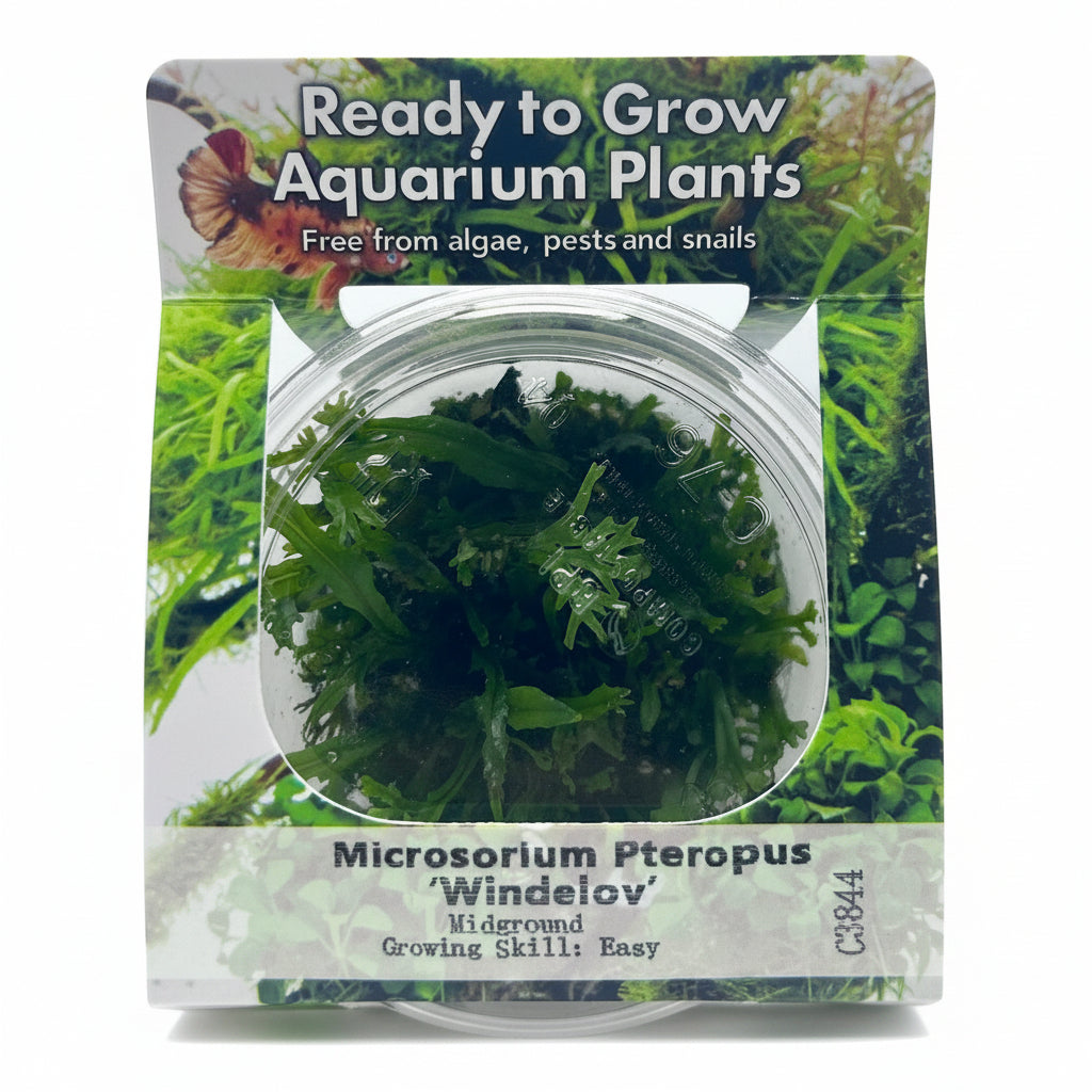 Microsorum pteropus 'Windelov' Tissue Culture - C3844 | Tissue Cultures | Largest Tropical Fish Selection at Your Local Fish Store