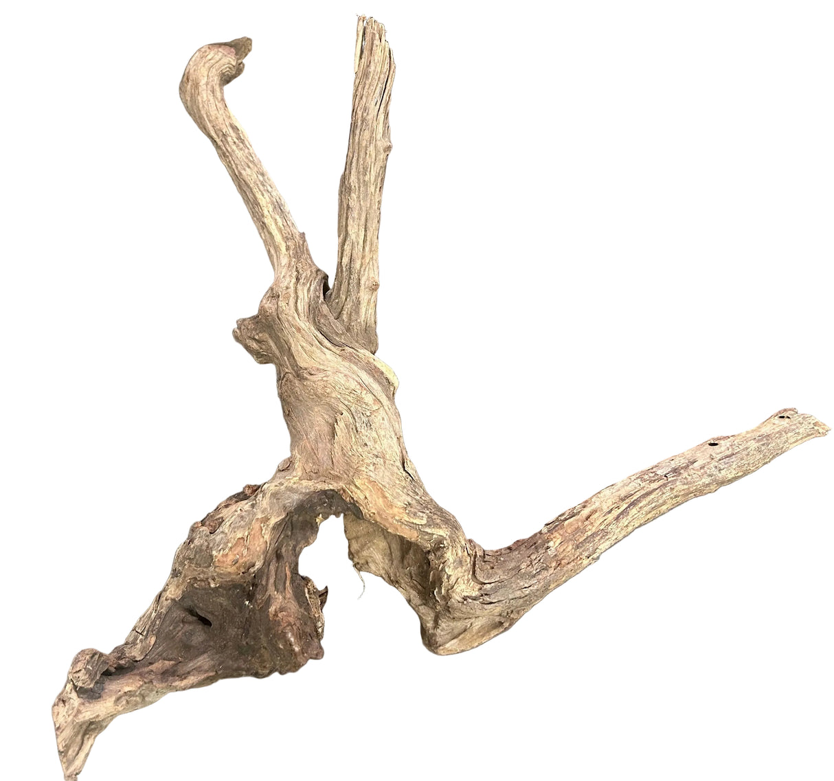 Malaysian Mangrove Wood