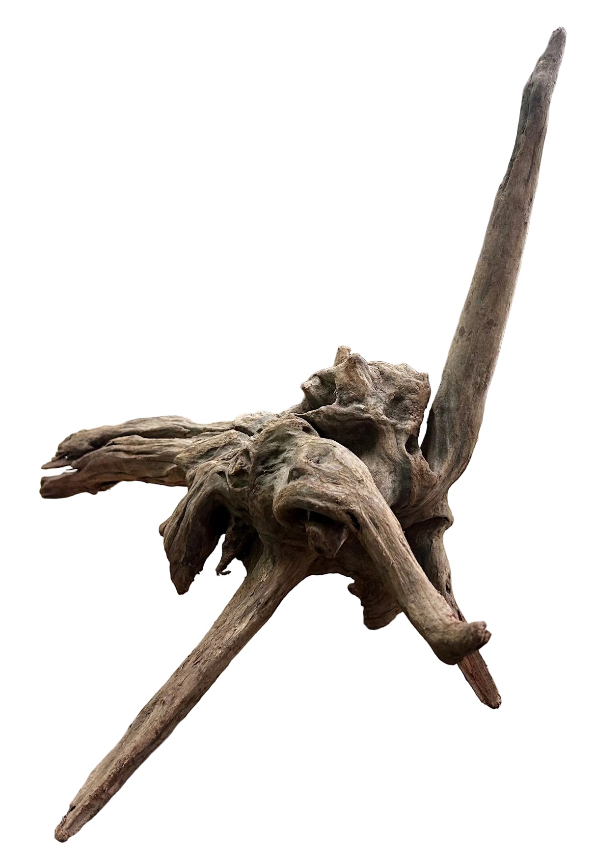 Malaysian Mangrove Sinking Driftwood