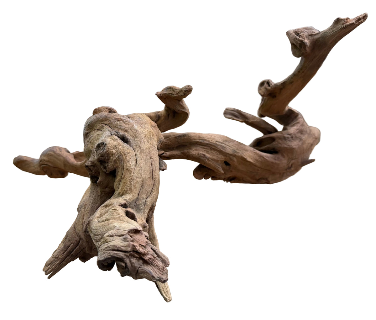 Malaysian Mangrove Sinking Driftwood