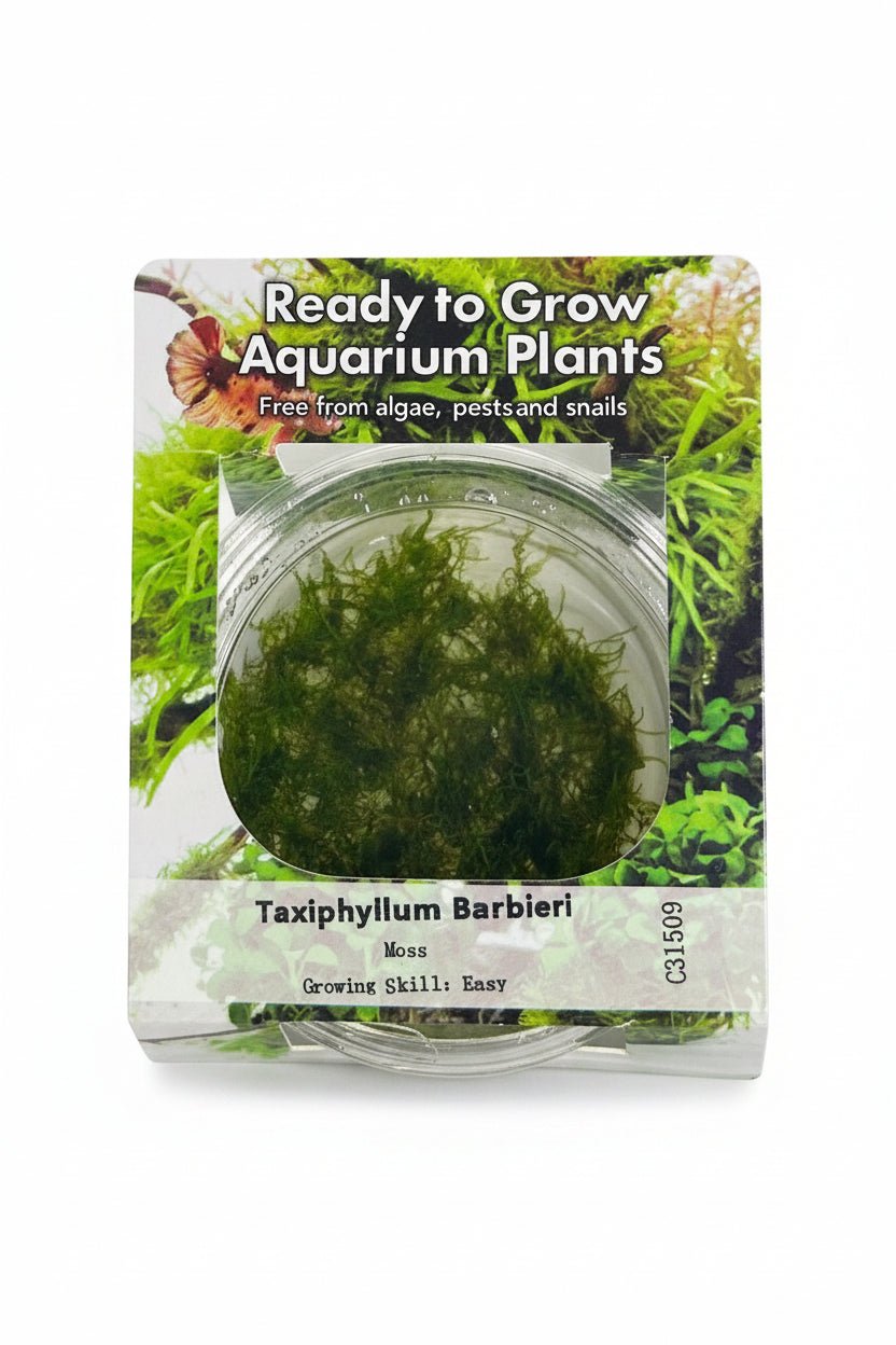 Taxiphyllum barbieri (Java Moss) Tissue Culture