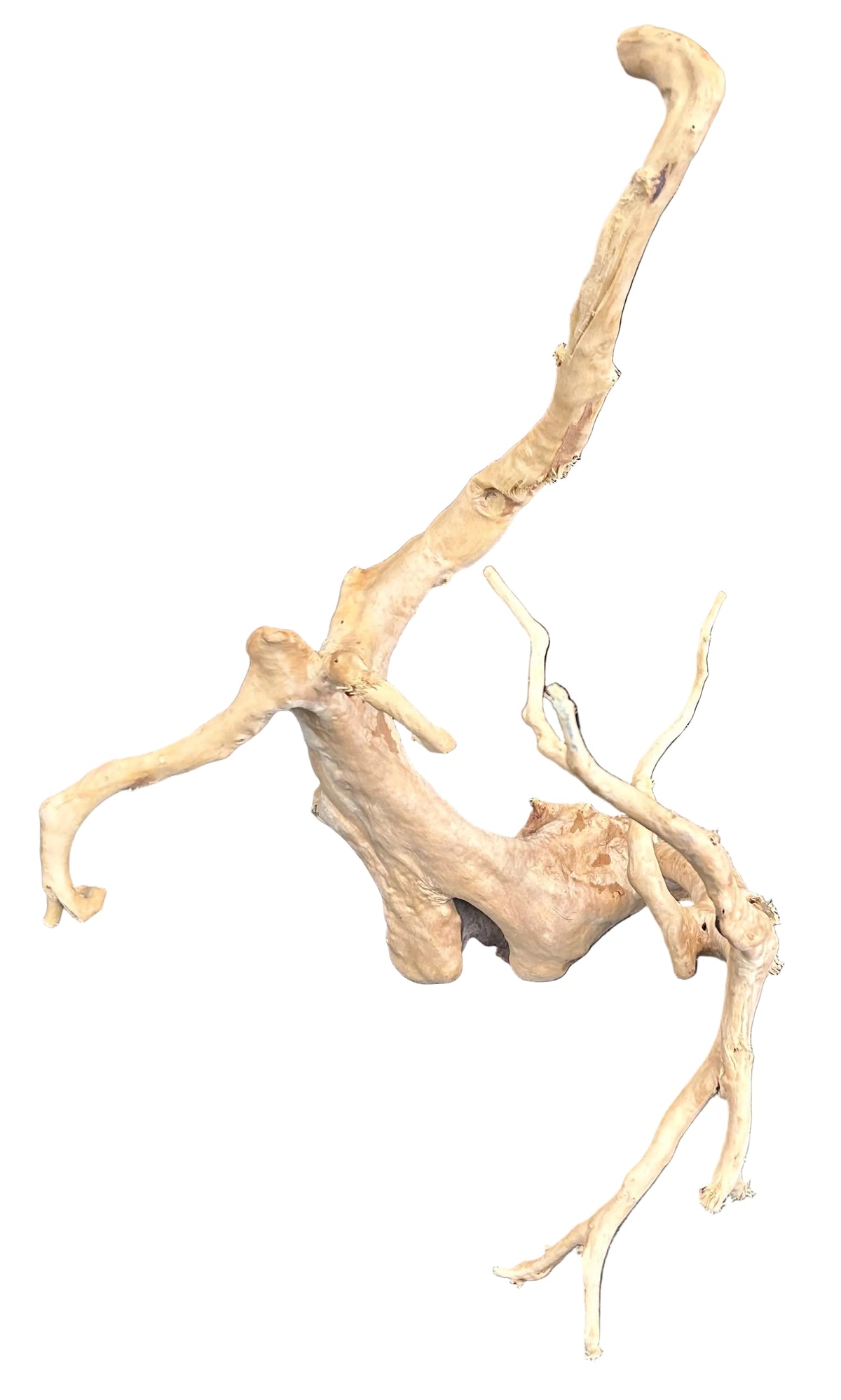 Large Piece of Spiderwood