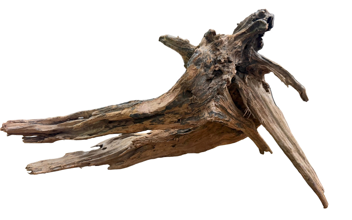 Malaysian Mangrove Sinking Driftwood