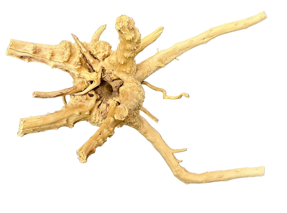 Spiderwood