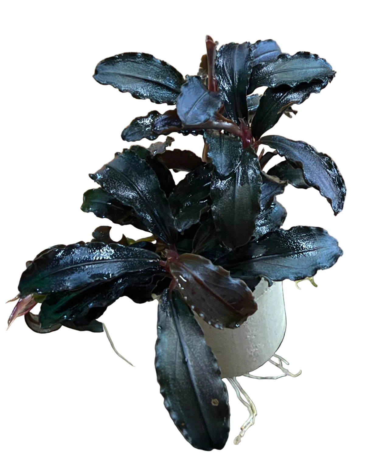 Bucephalandra Kedakang - Bare Root - WL1782