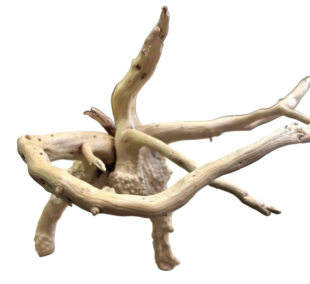 Piece of Spiderwood