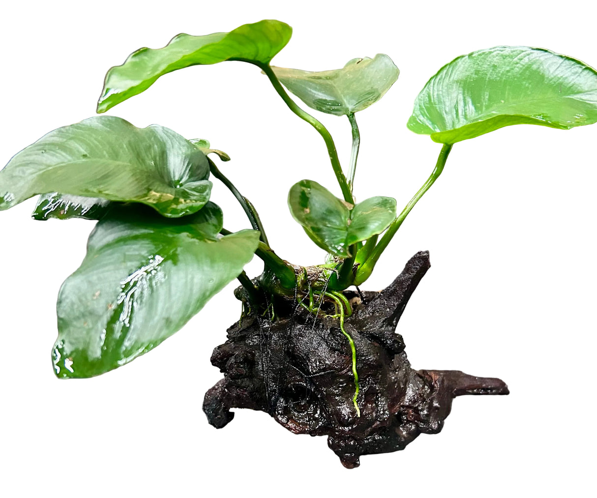 Anubias b.var.barteri 'Broad leaf' on Driftwood